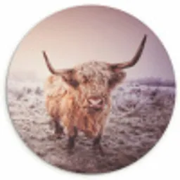 Schotse hooglanders - Licht - Lucht - Natuur Wandcirkel kunststof plaat 5mm dik klein -3d