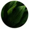 Bladeren - Schaduw - Groen - Textuur Wandcirkel plexiglas klein -3d