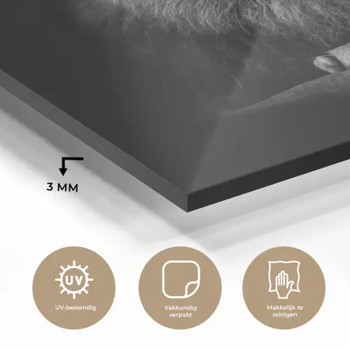 Leeuw - Dieren - Zwart - Wit plexiglas 5mm klein -sfeer2