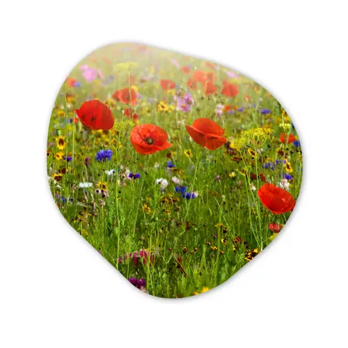 Lente - Bloemen - Rood - Klaproos - Gras - Groen Wandcirkel Organisch Forex 3mm klein -3d