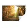 Bos - Herfst - Zon - Landschap - Natuur - Bomen - Bladeren Muursticker klein -3d