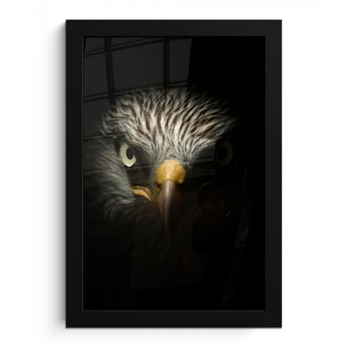 Vogel - Adelaar - Roofvogels - Oog - Snavel - Licht fotolijst zwart zonder passe partout klein -3d
