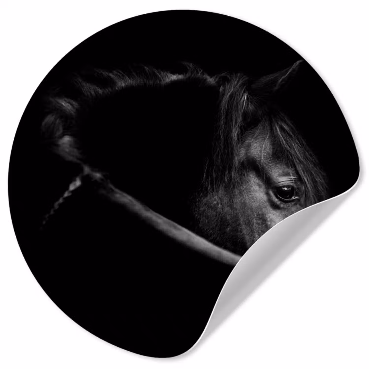 Behangcirkel - Paarden - Portret - Zwart - Dieren