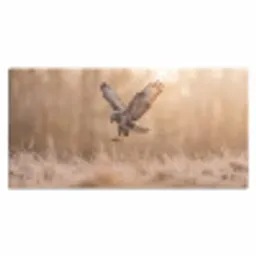 Buizerd - Roofvogel - Natuur - Bruin Muismat XXL klein -3d_leeg