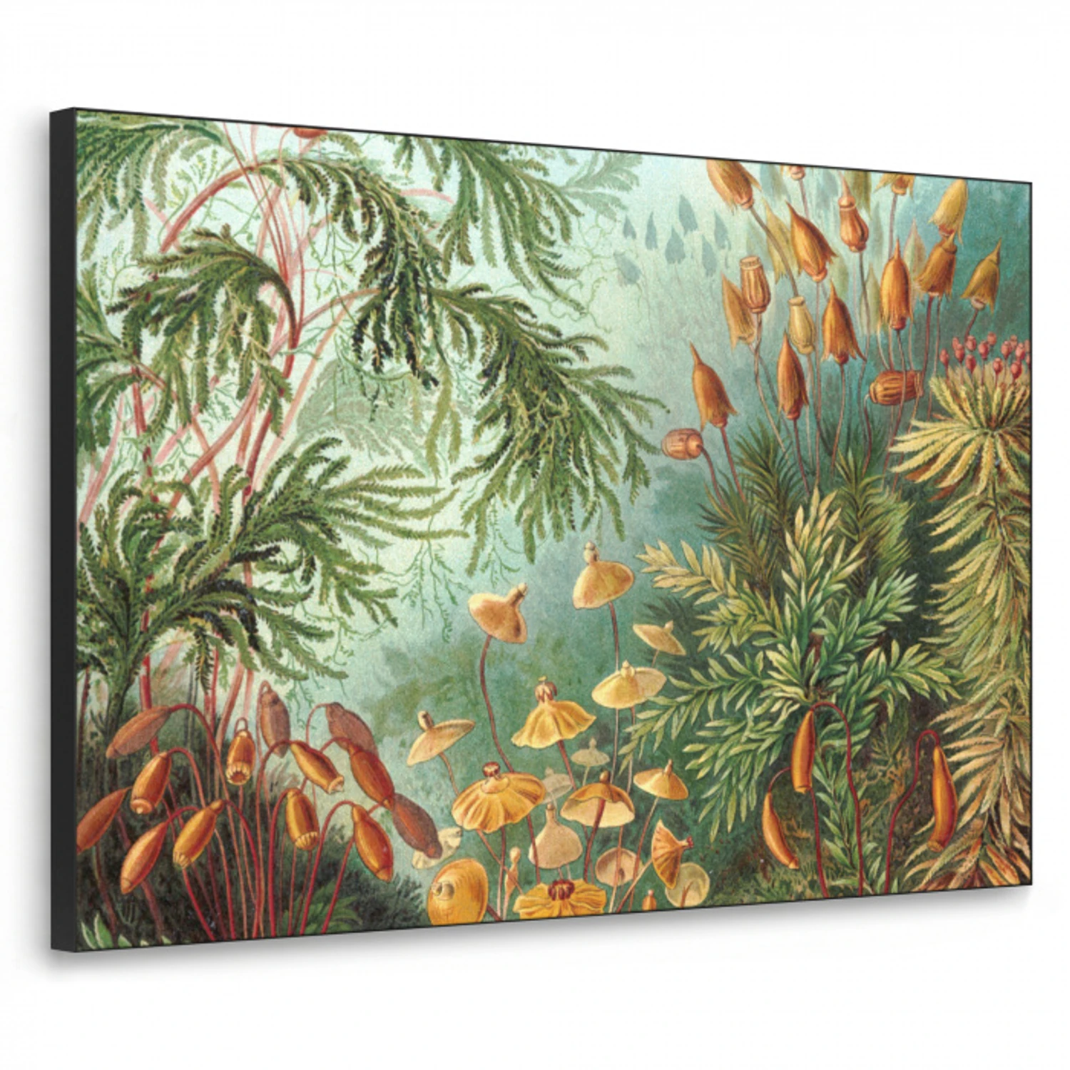 Oude meesters - Kunst - Muscinae - Haeckel Textielframe zwart klein -3d