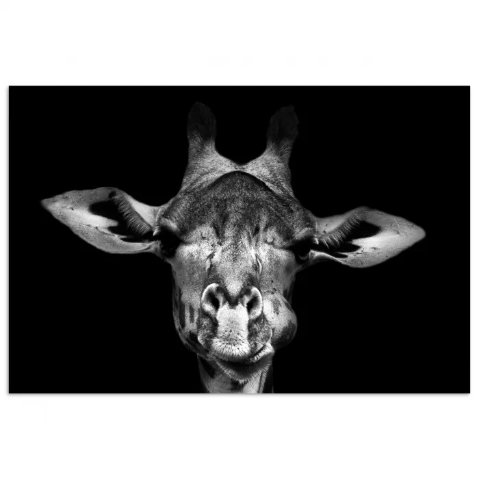 Giraffe - Portret - Dieren - Zwart - Wit poster papier klein -3d
