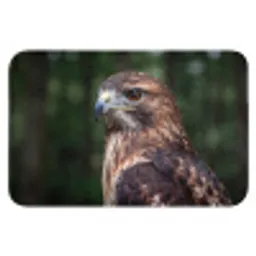 Buizerd - Roofvogel - Natuur - Bruin Badmat klein -3d