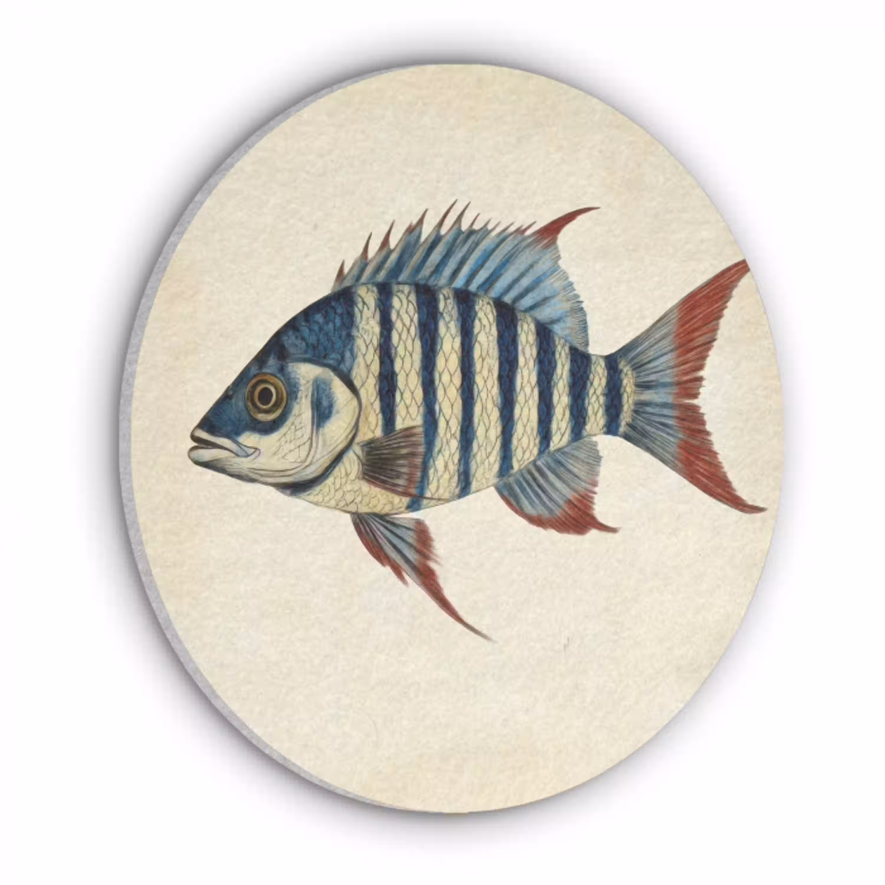 Gestreept - Donkerblauw - Rugvin - Vis Akoestische PET Vilt - Rond klein -3d
