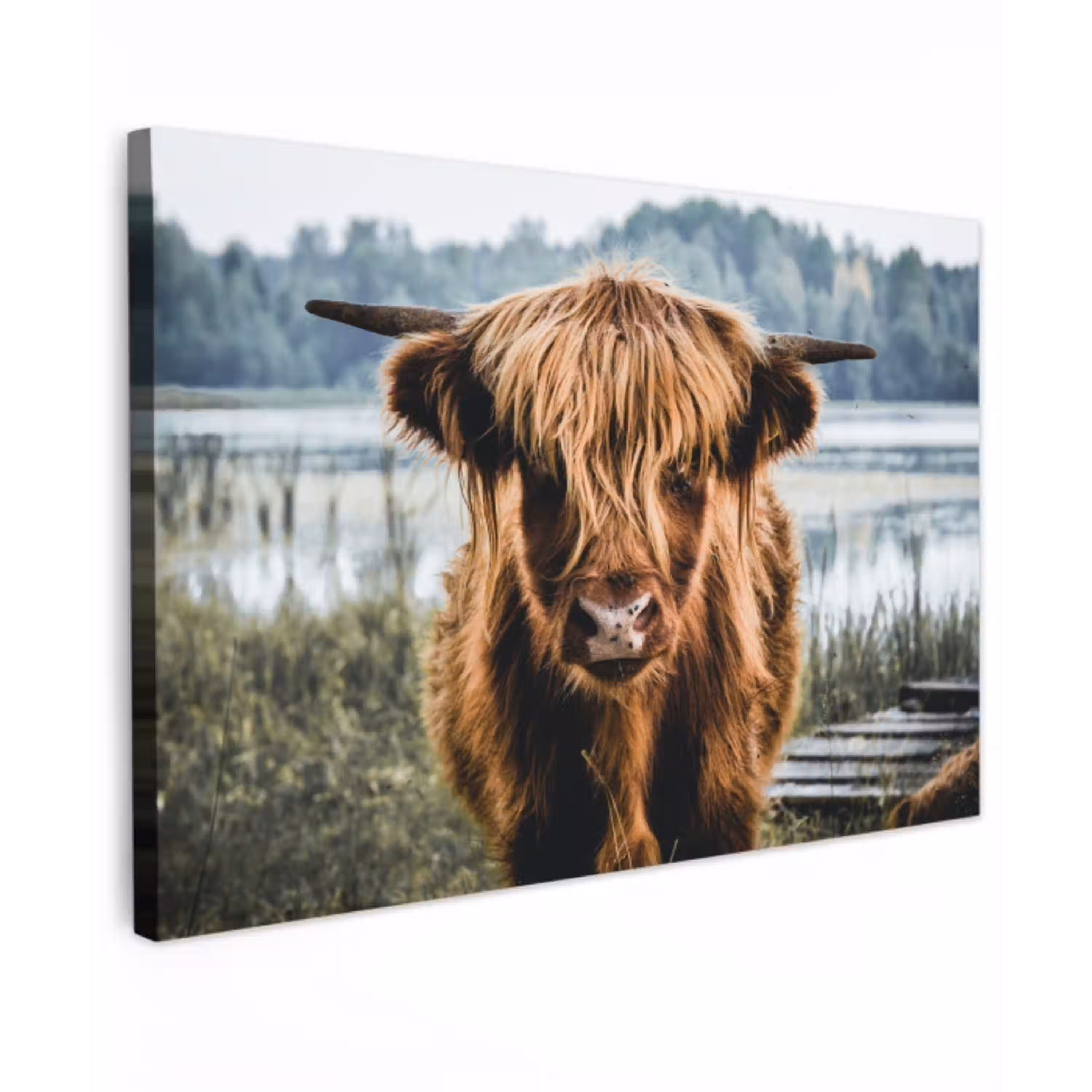 Koeien - Schotse hooglander - Bruin - Natuur canvas 2cm klein -z3d