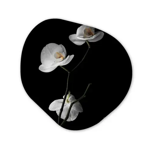 Orchidee - Bloemen - Zwart - Wit - Stilleven Wandcirkel Organisch Forex 3mm klein -3d