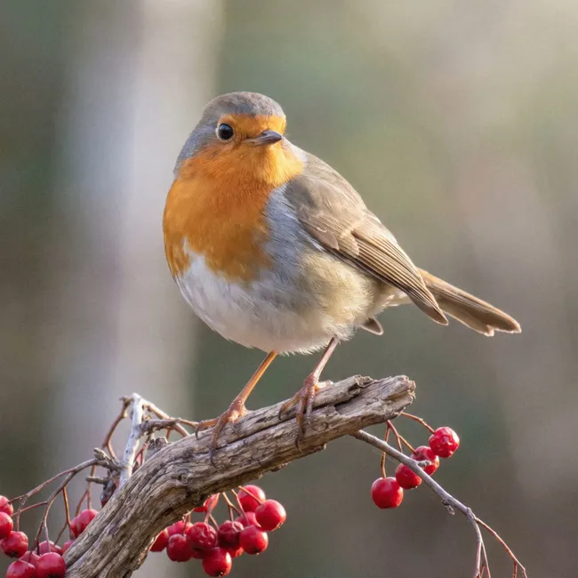 Behang - Roodborst - Tak - Bessen - Natuur