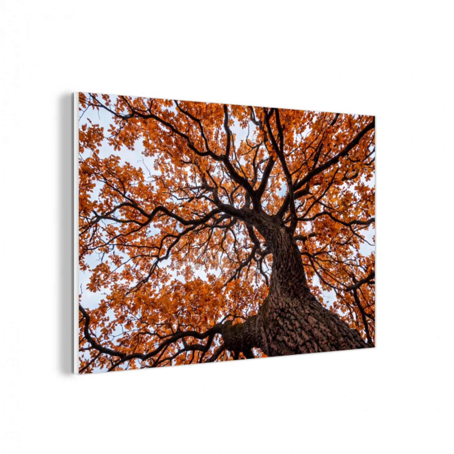 Boom - Bladerdak - Herfst - Oranje - Sfeervol forex 5mm xxl -3d
