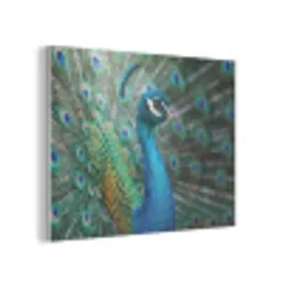 Pauw - Veren - Blauw PET vilt klein -3d