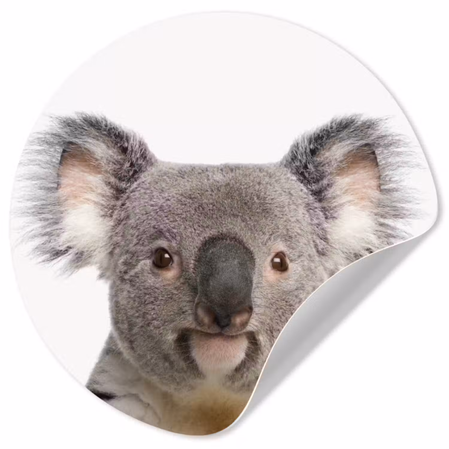 Behangcirkel - Koala - Koala beer - Meisjes - Jongens - Kinderen - Dieren