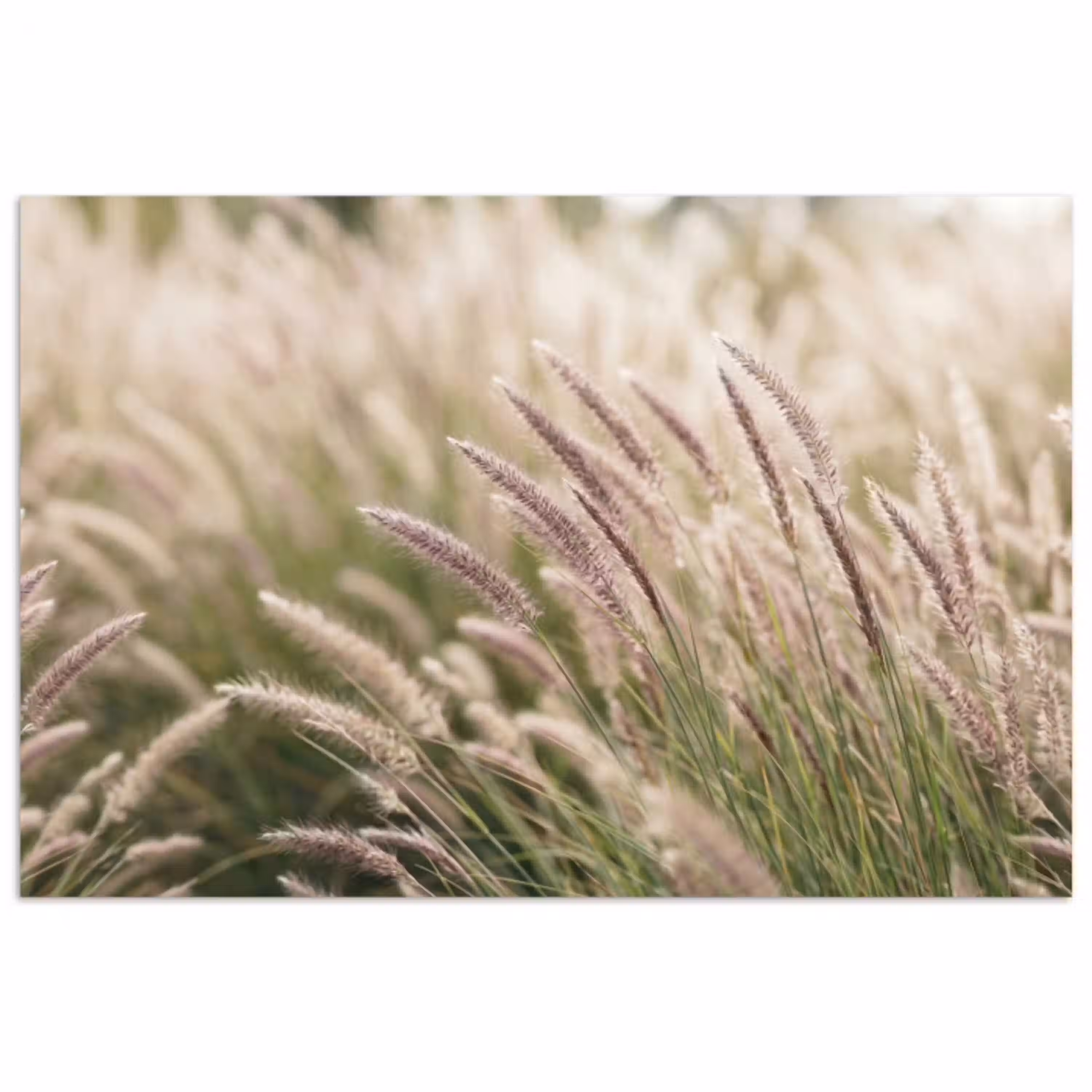 Gras - Close up - Groen poster papier klein -3d