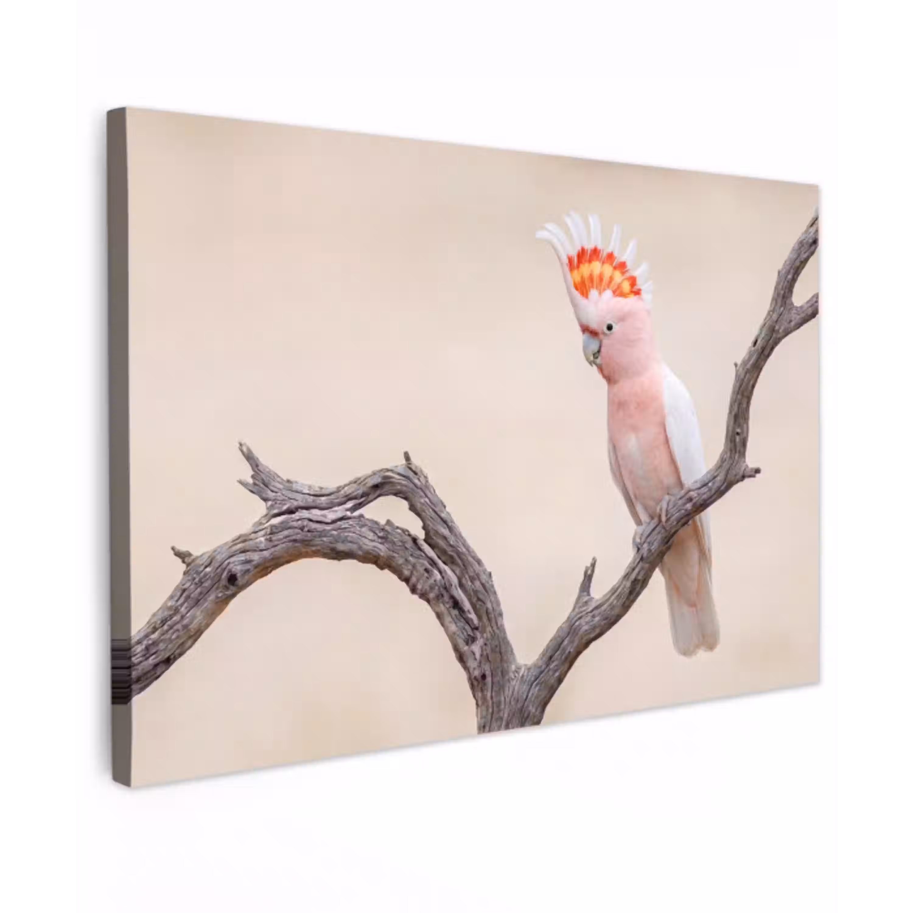 Papagaai - Tak - Roze Tuinposter op houten frame 2 cm dik klein -3d