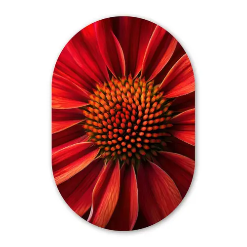 Close up - Bloem- Rood Wandcirkel Ovaal Forex klein -3d