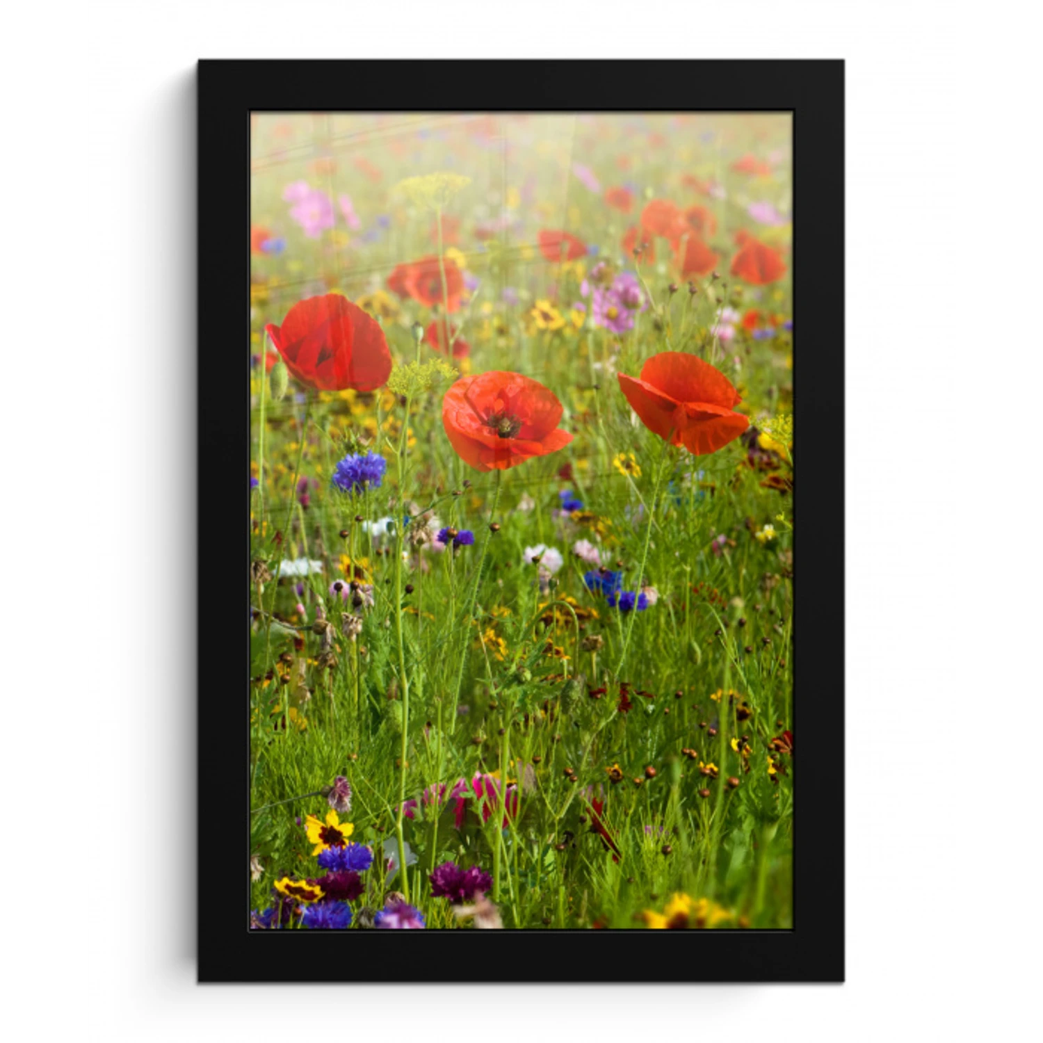Lente - Bloemen - Rood - Klaproos - Gras - Groen fotolijst zwart zonder passe partout klein -3d