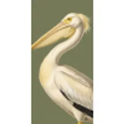 Pelikaan - Wit - Vogel - Klassiek - Natuur Behang Vlies klein -3d_website