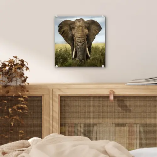 Olifant - Natuur - Gras - Dieren - Landschap plexiglas 5mm klein -sfeer4