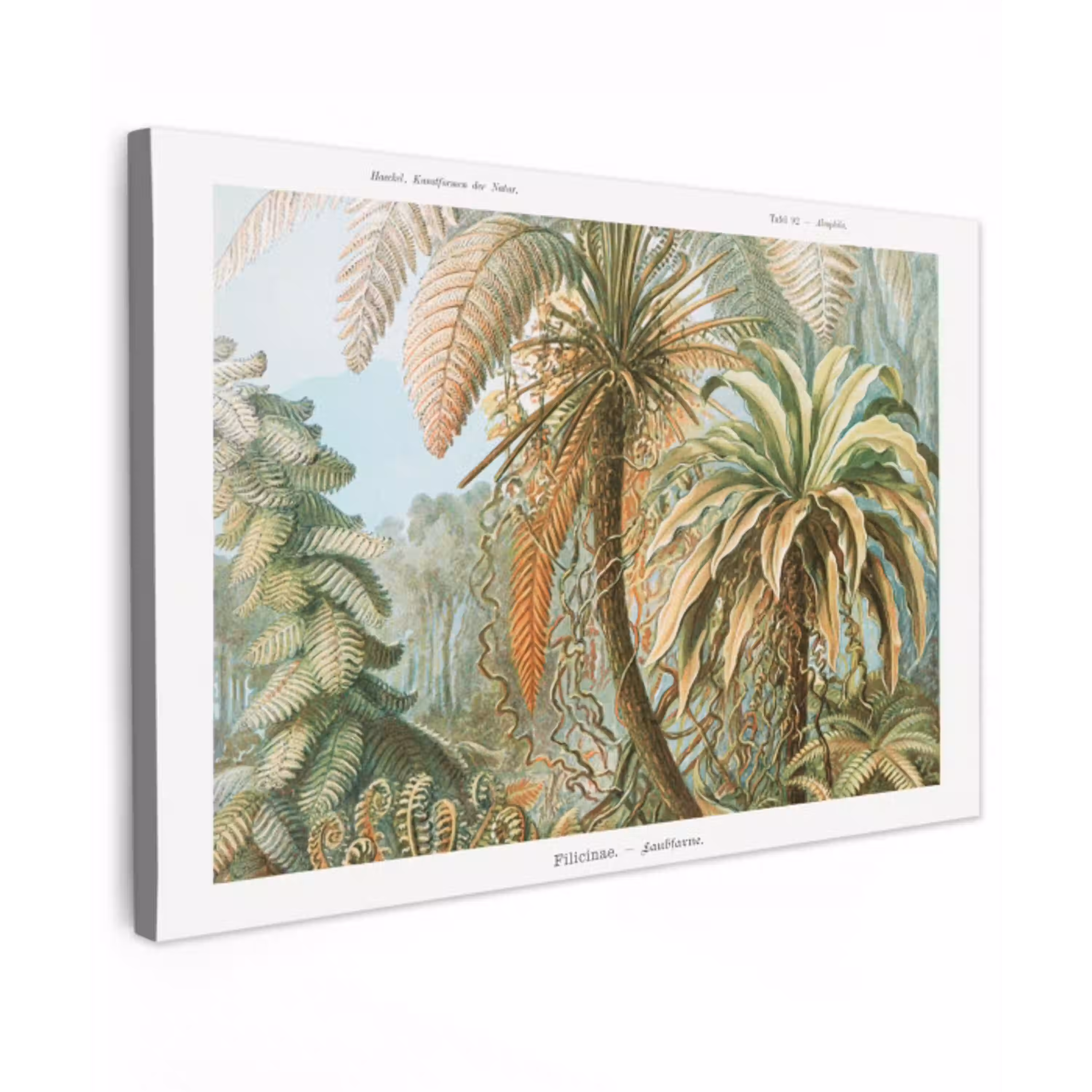 Vintage - Oude meesters - Varens - Planten - Natuur canvas 2cm klein -z3d