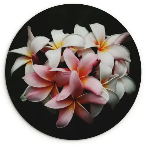 Bloemen - Roze - Zwart - Flora - Botanisch Wandcirkel kunststof plaat 5mm dik klein -3d