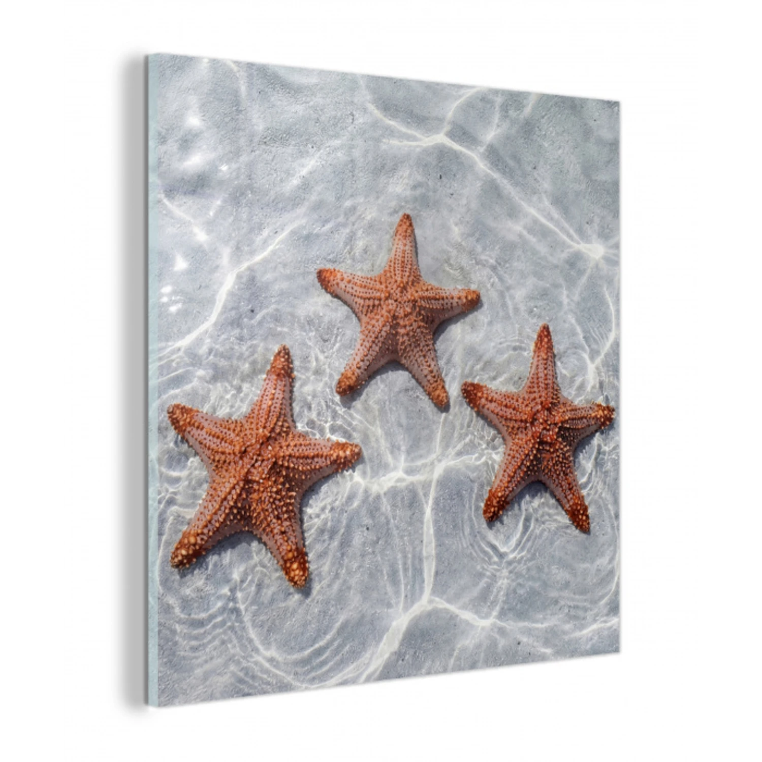 Zeesterren - Water - Helder plexiglas 5mm klein -z3d