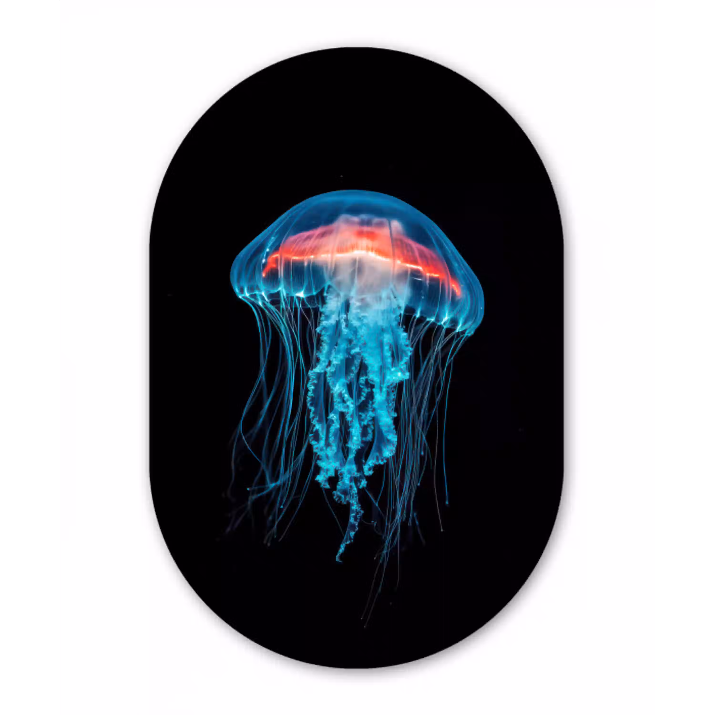 Kwal - Tentakels - Blauw - Licht Wandcirkel Ovaal Aluminium middel -3d