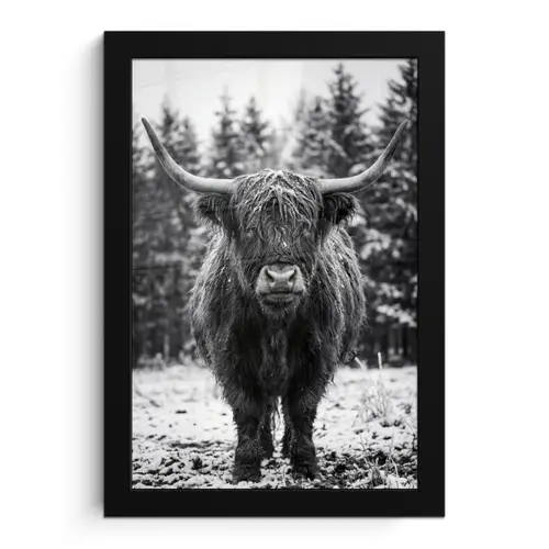 Schotse hooglander - Zwart - Wit - Sneeuwvlokken fotolijst zwart zonder passe partout klein -3d