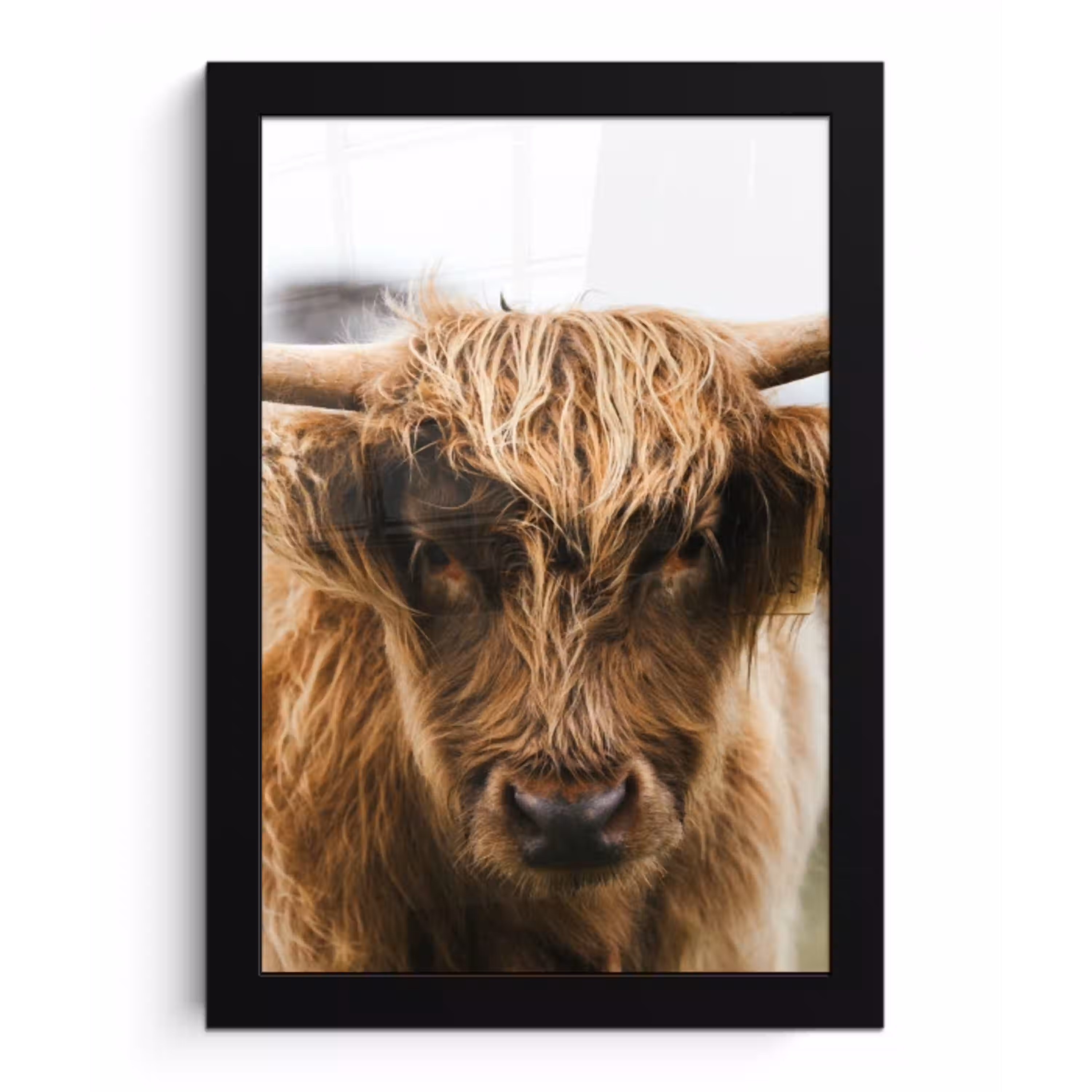 Schotse Hooglander -  Koe - Gras - Dieren - Natuur fotolijst zwart zonder passe partout klein -3d