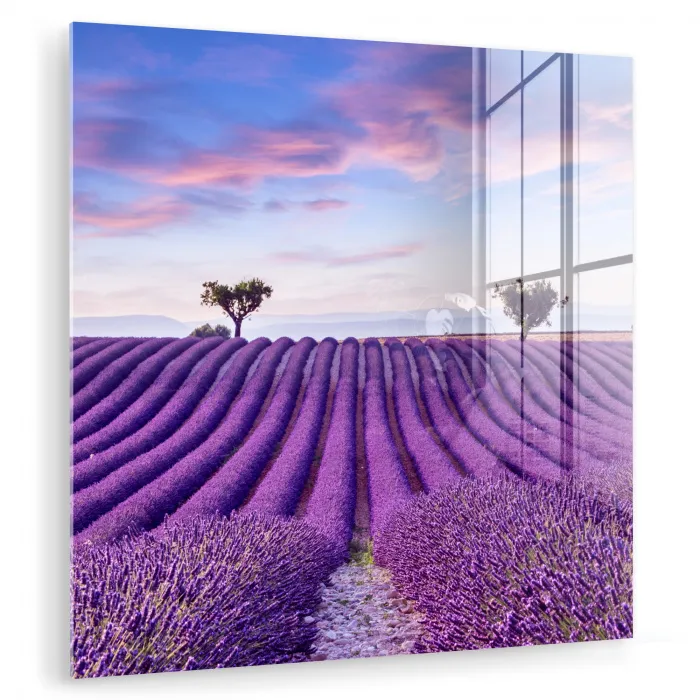 Lavendel - Natuur - Paars - Bomen - Bloemen plexiglas 5mm klein -zzzproduct_nieuw