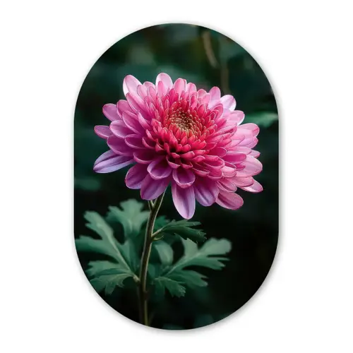 Blad - Chrysant - Roze - Schaduw Wandcirkel Ovaal Forex klein -3d