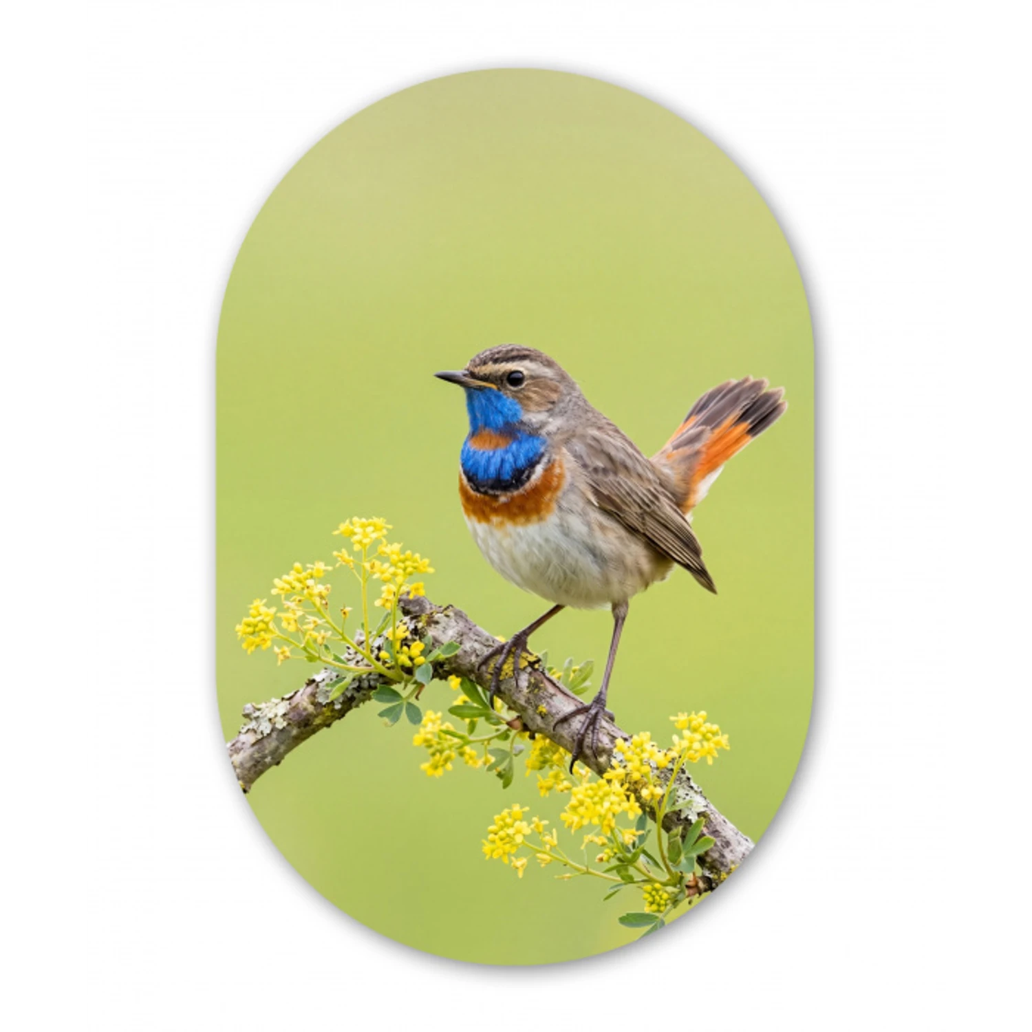 Vogel - Tak - Natuur - Kleurrijk Wandcirkel Ovaal Forex klein -3d