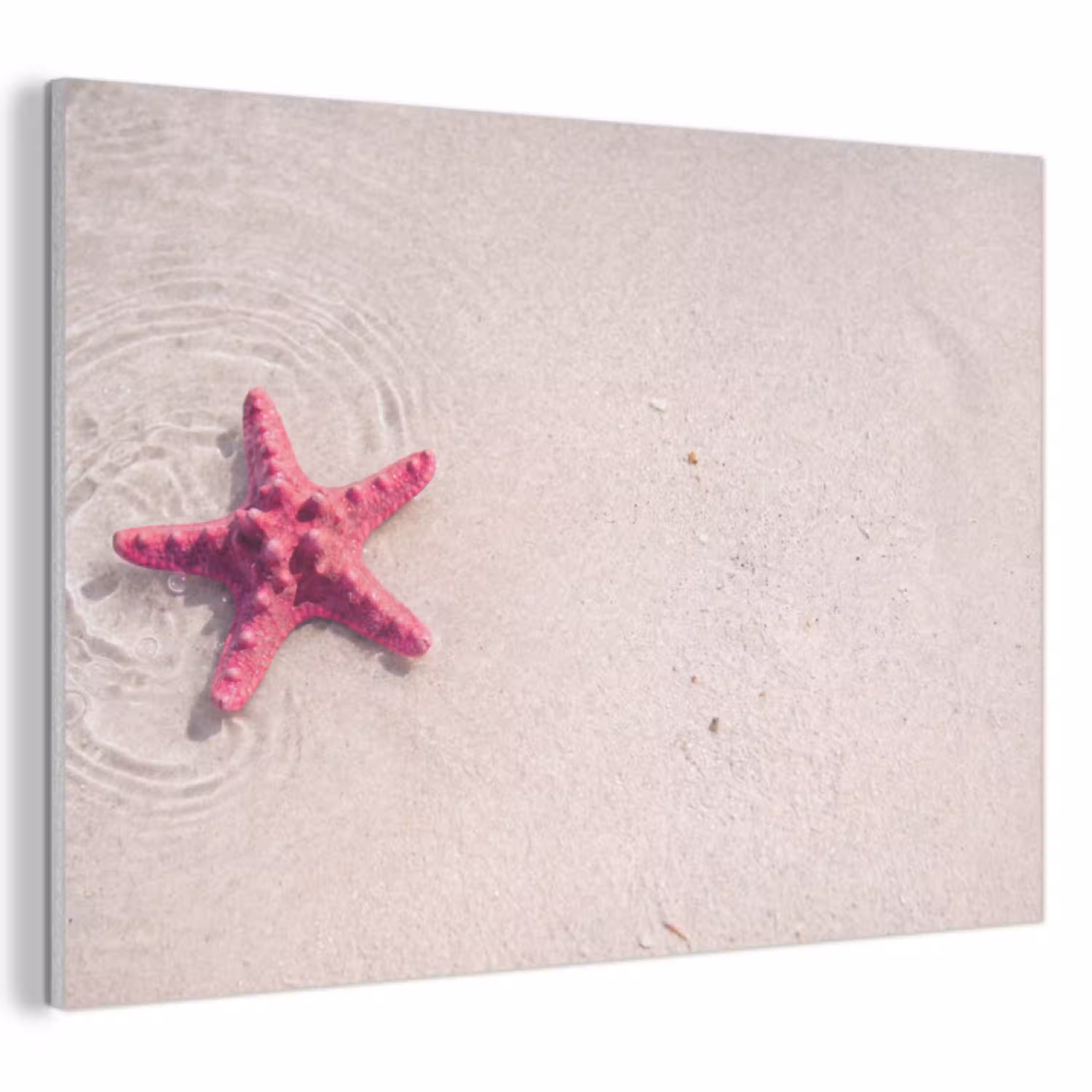 Zeeleven - Zeester - Strand - Roze - Water PET vilt klein -3d