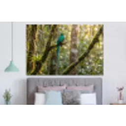 Quetzal - Jungle - Natuur - Groen forex 5mm xxl -slaapkamer
