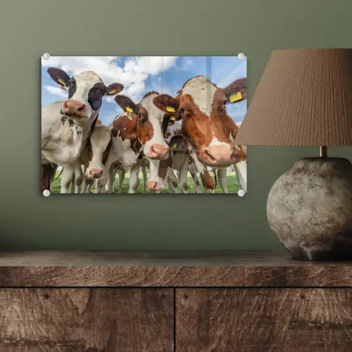 Koeien - Dieren - Weiland - Natuur plexiglas 5mm klein -sfeer3