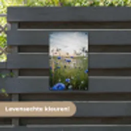Korenbloemen bij zonsondergang tuinposter los doek klein -sfeer3