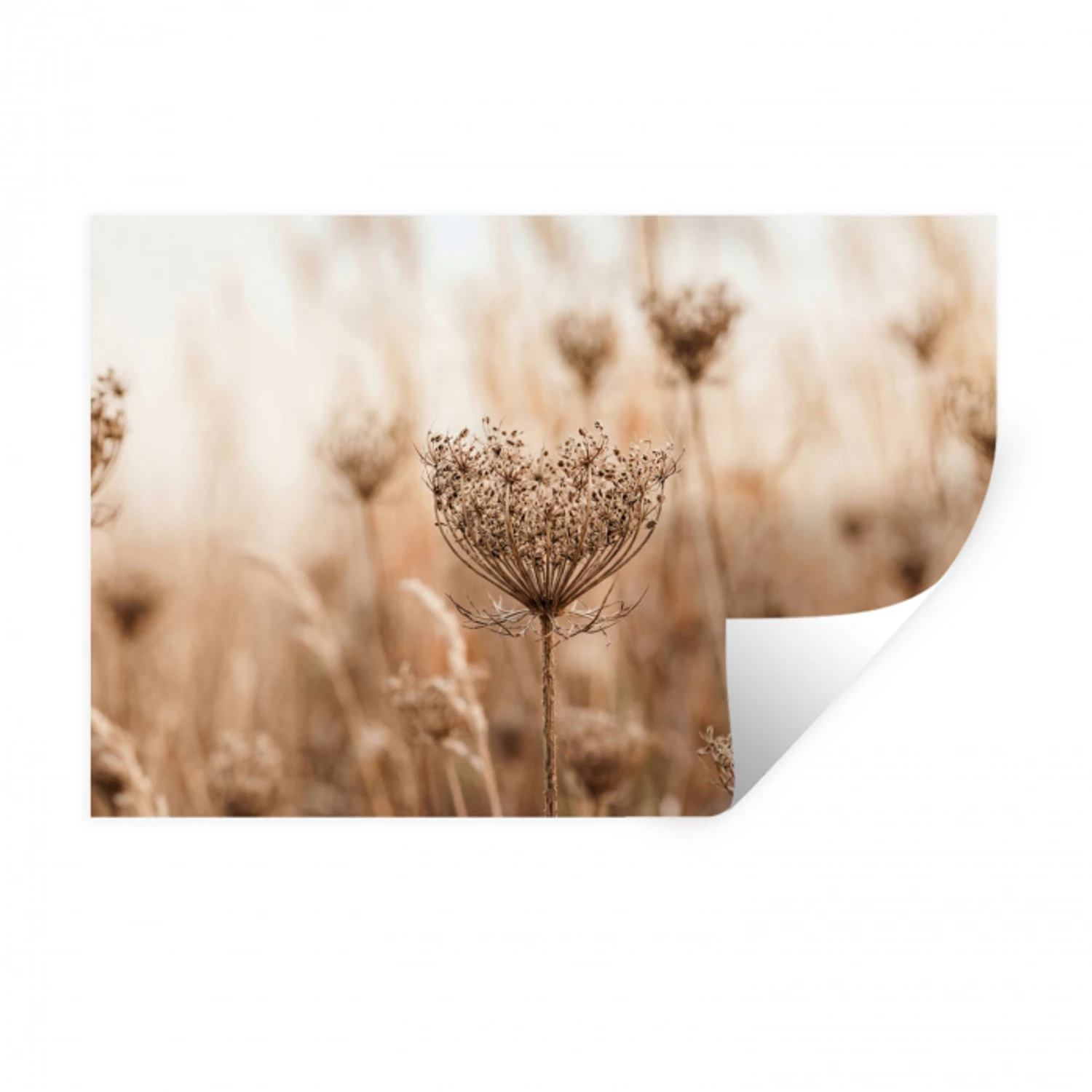 Schermbloem - Droogbloem - Winter - Beige - Minimalistisch Muursticker klein -3d