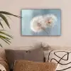 Paardenbloemen - Pluisjes - Wit canvas 2cm klein -sfeer1