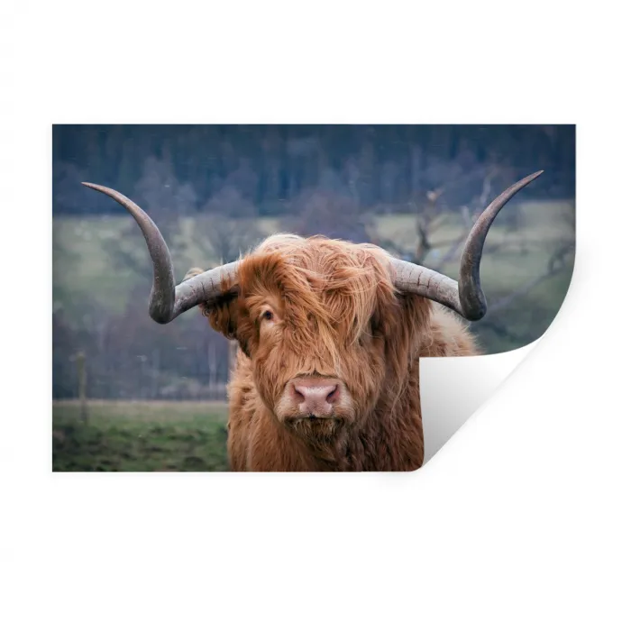 Schotse Hooglander - Koeienkop - Landschap - Natuur - Koe Muursticker klein -3d