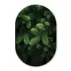 Sparrentakken - Knoppen - Naalden - Groen Wandcirkel Ovaal Glas middel -3d