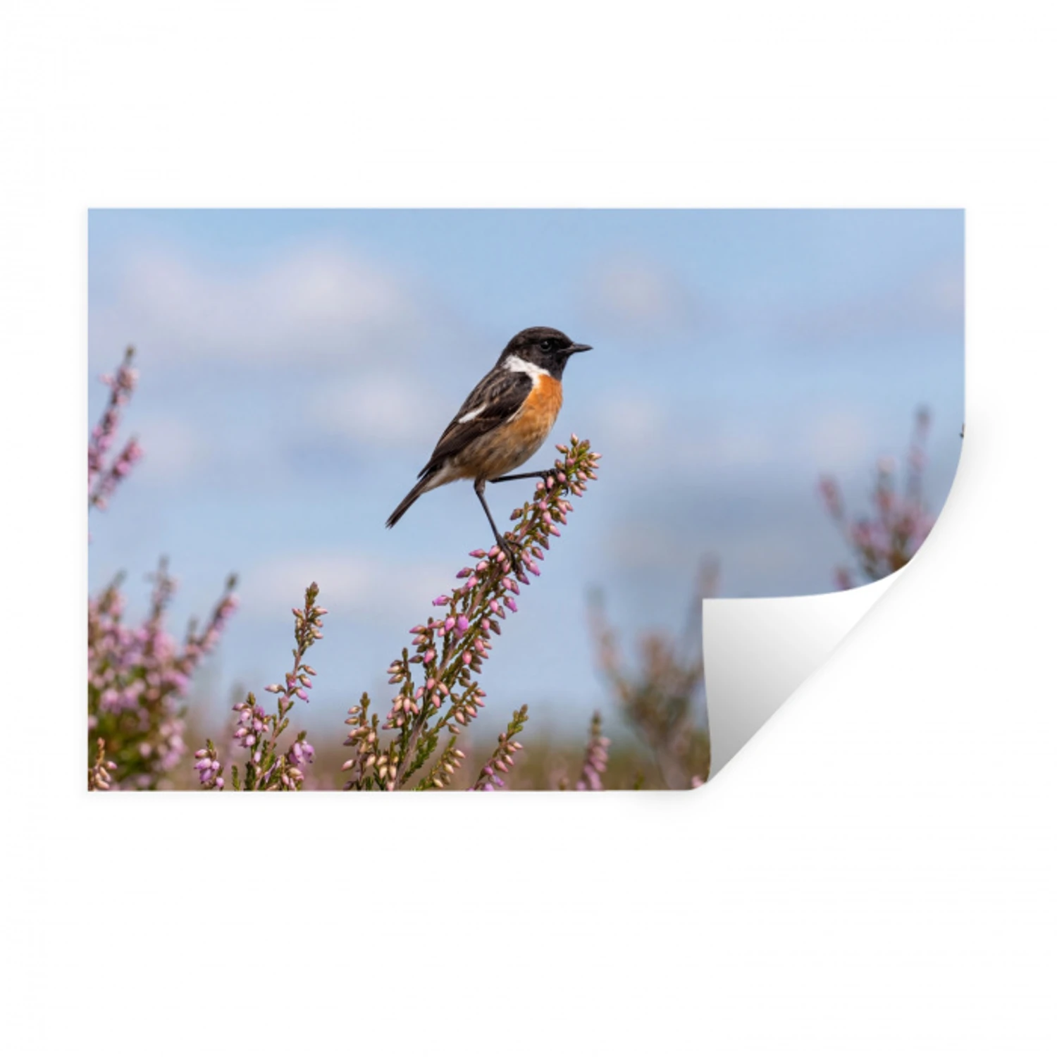 Roodborsttapuit - Heide - Paars - Natuur - Sfeervol Muursticker klein -3d