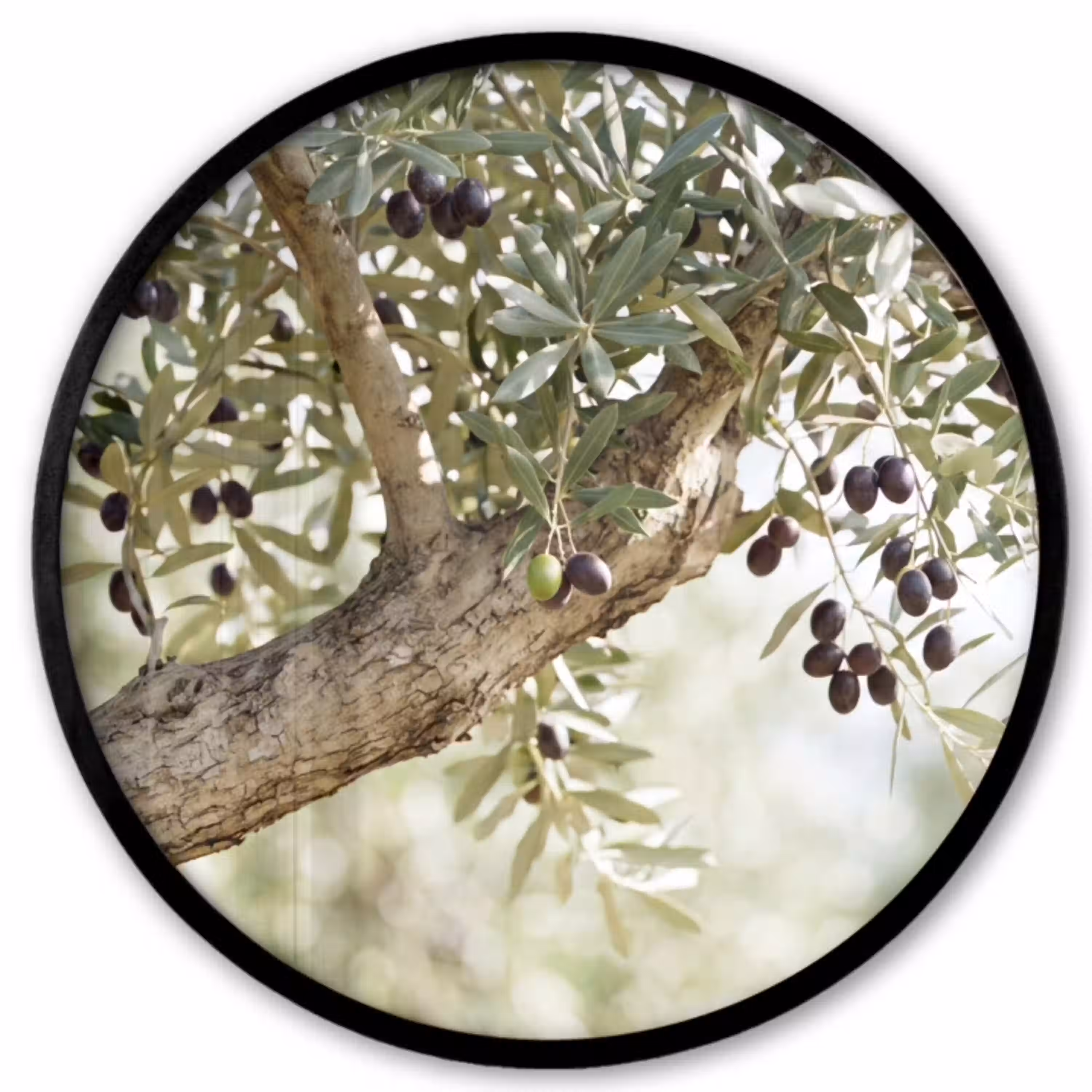 Olijfboom - tak - groen Fotolijst rond zonder passe partout klein -3d