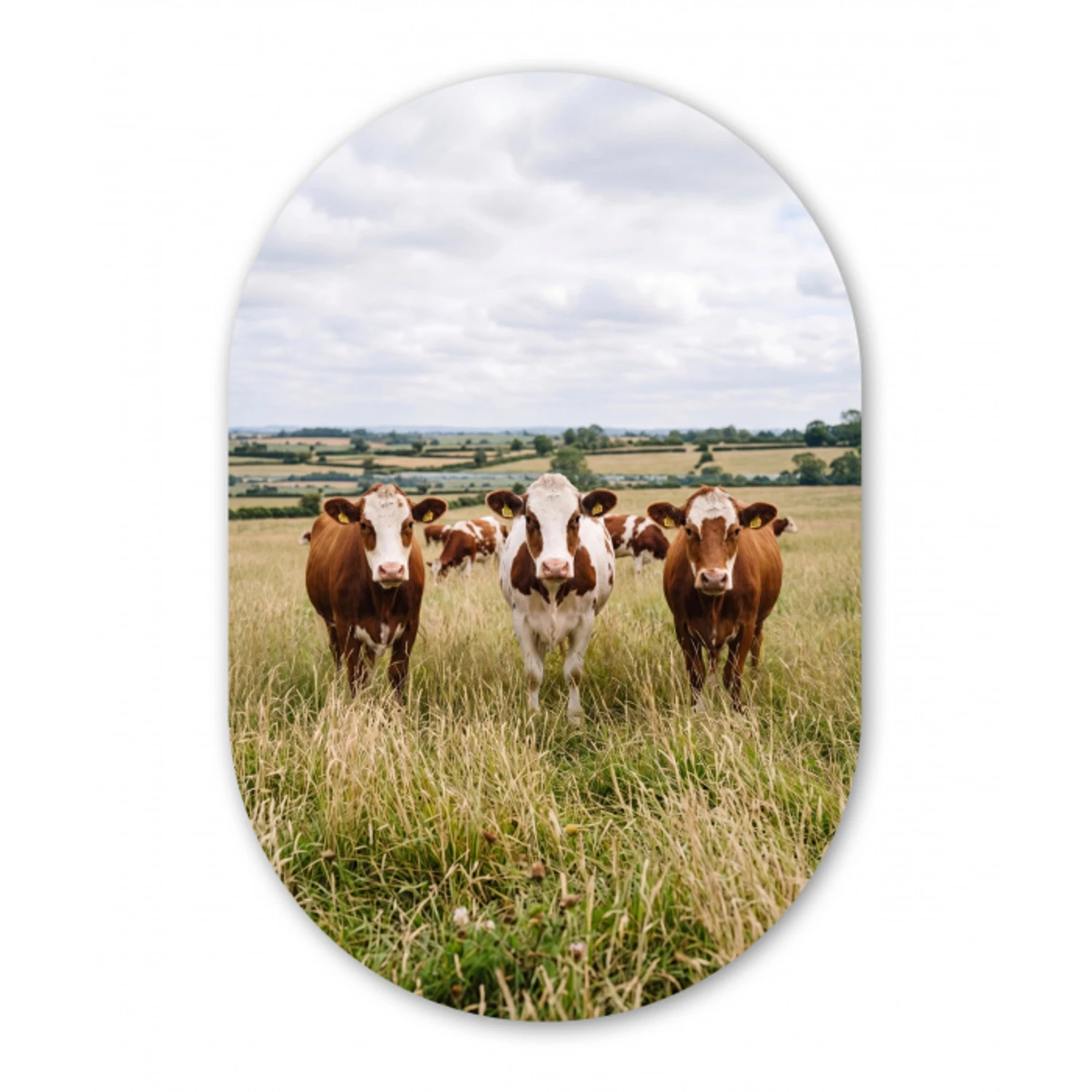 Koeien - Portret - Weide - Boerderij - Nieuwsgierig Wandcirkel Ovaal Aluminium middel -3d