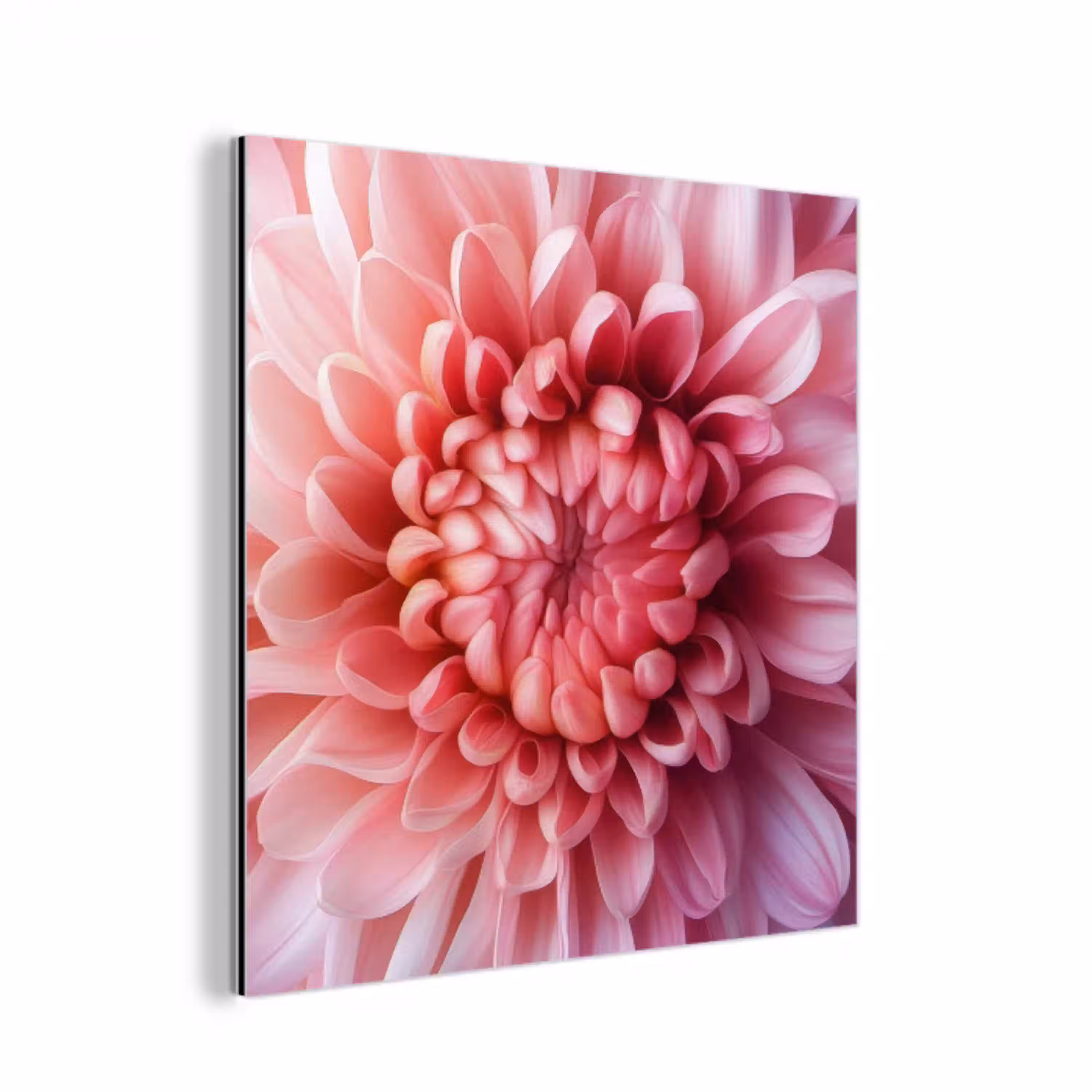 Dahlia - Bloem - Close up - Roze aluminium wit klein -3d