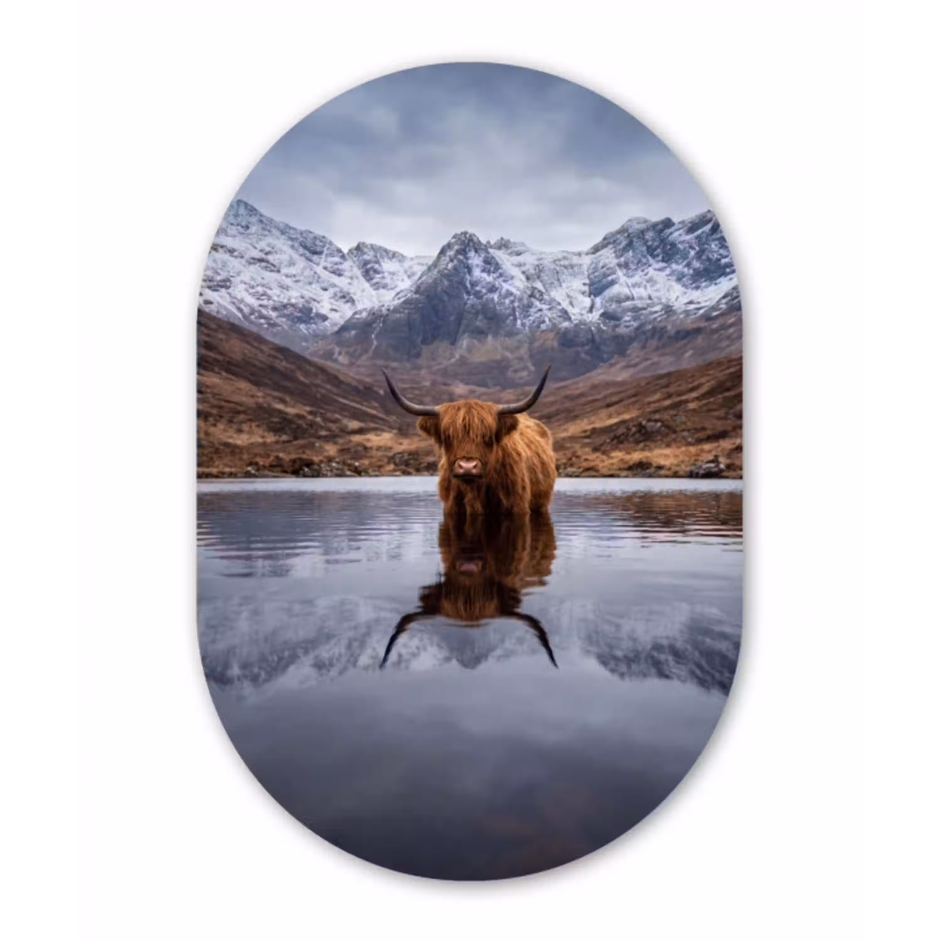 Schotse hooglander - Bruin - Water Wandcirkel Ovaal Aluminium middel -3d