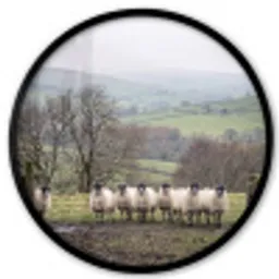 Schapen - Rij - Weide - Dieren - Platteland Fotolijst rond zonder passe partout klein -3d