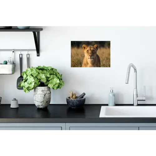 Leeuwin - Gras - Geel Muursticker klein -keuken
