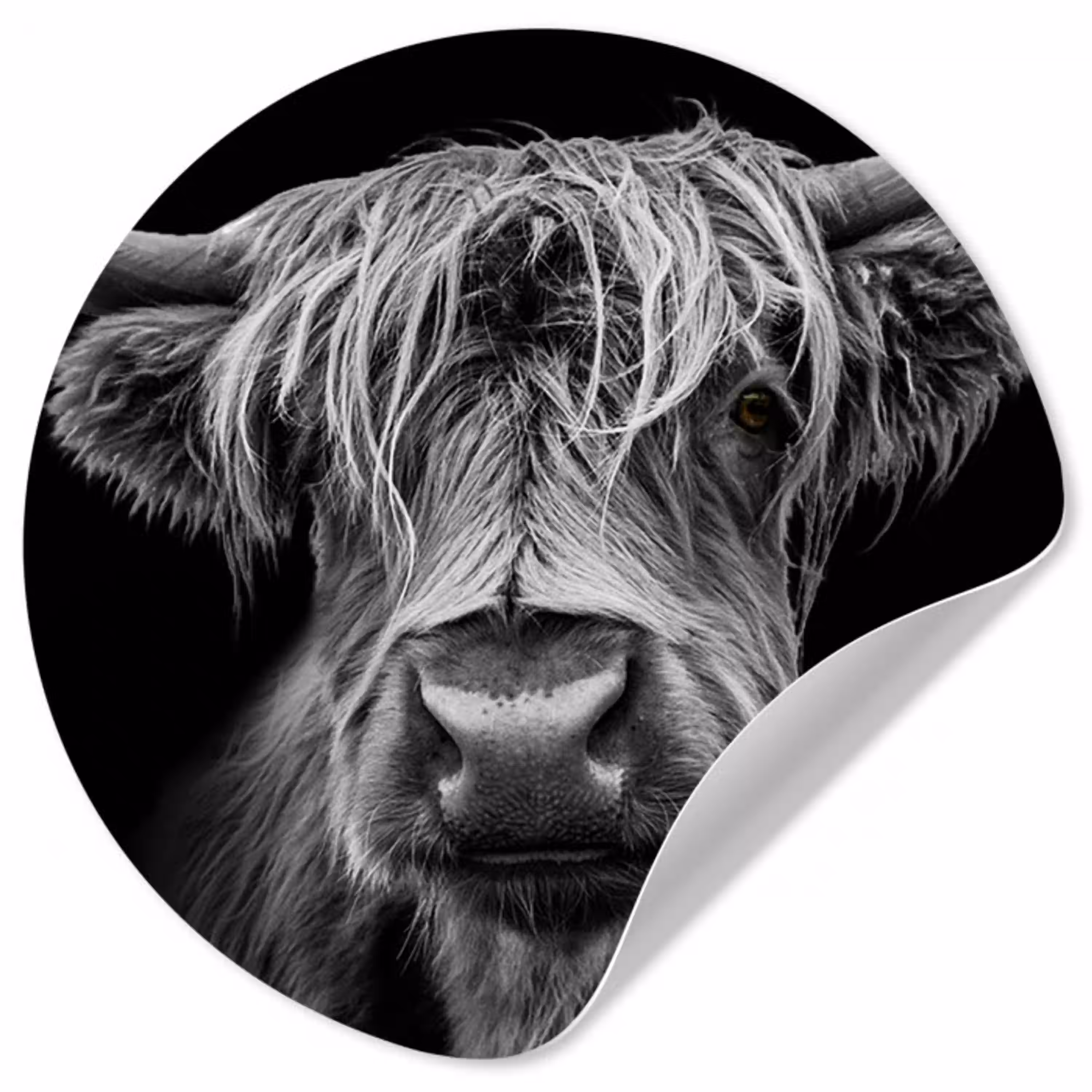 Schotse Hooglander - Horens - Zwart - Wit - Koe - Wild - Dieren Wandcirkel behangsticker klein -3d