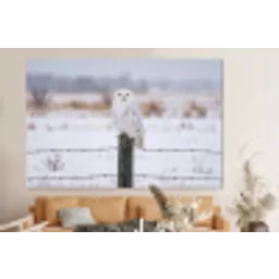Sneeuwuil - Hek - Sneeuw - Wit forex 5mm xxl -bovenbank